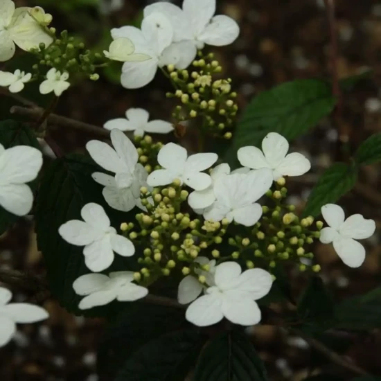 VIBURNUM plicatum Watanabe