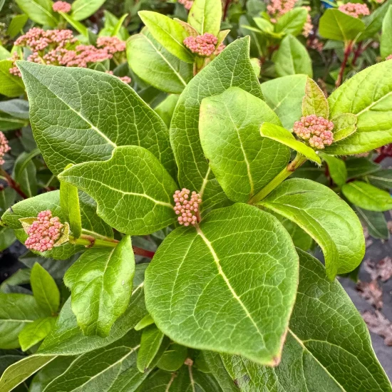 VIBURNUM tinus Grandiflorum