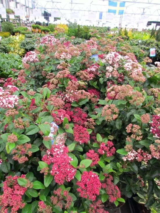 VIBURNUM tinus Lisarose