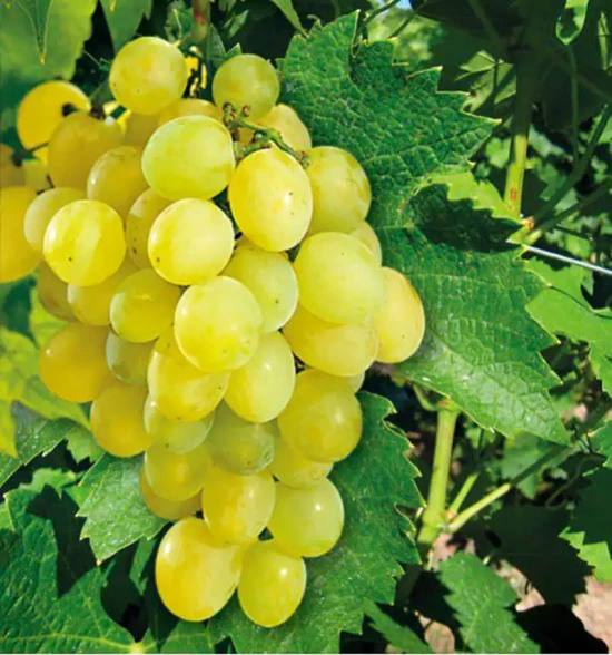 VITIS vinifera Chasselat Doré