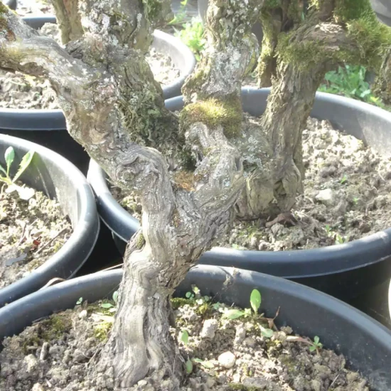 VITIS vinifera Perdin Perdin