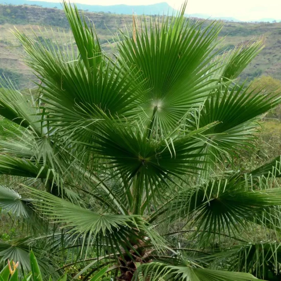 WASHINGTONIA robusta Tahiti