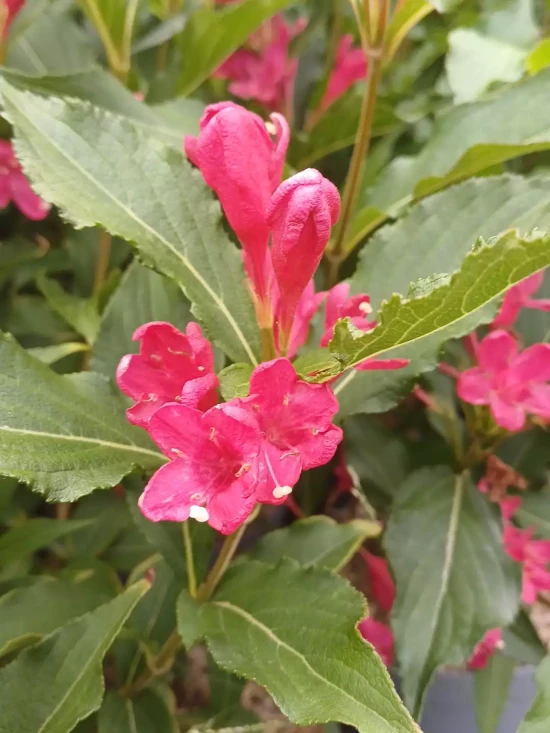 WEIGELIA florida Red Prince