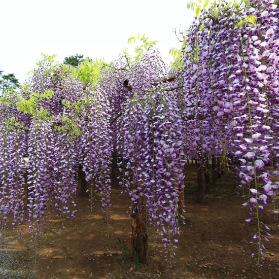 WISTERIA floribunda Macrobotrys