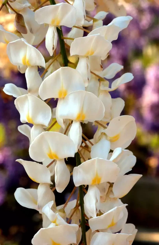 WISTERIA sinensis Alba
