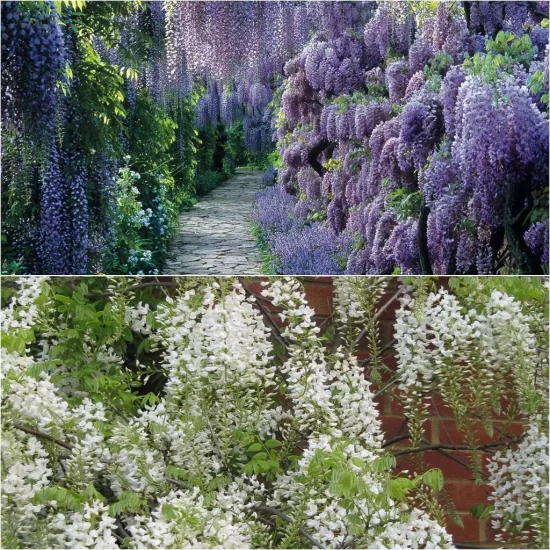 WISTERIA sinensis