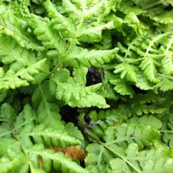 WOODSIA obtusa