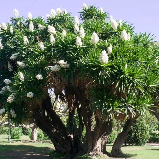 YUCCA elephantipes