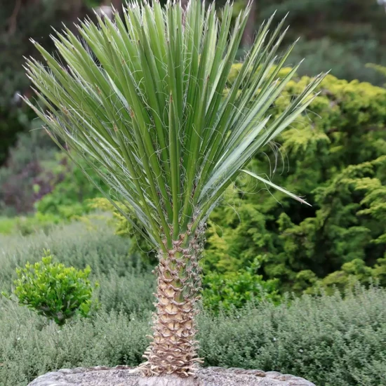 YUCCA filamentosa Variegata