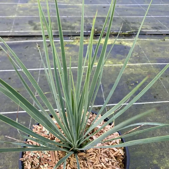 YUCCA rostrata Sapphire Sky