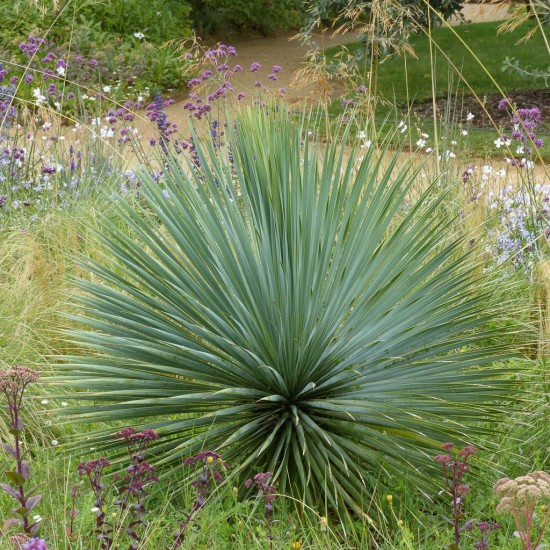 YUCCA rostrata