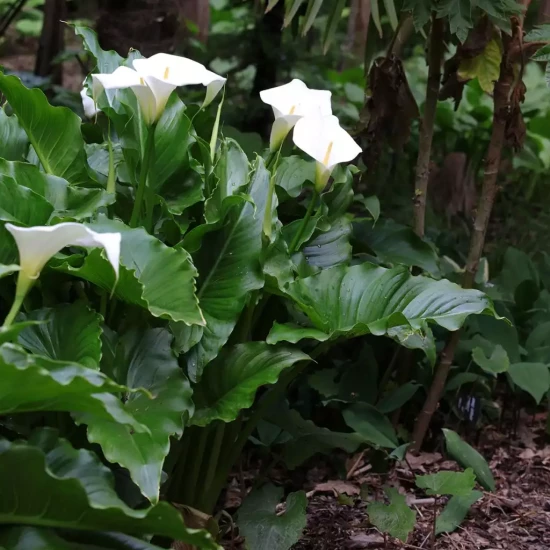 ZANTEDESCHIA aethiopica
