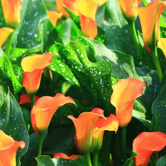 ZANTEDESCHIA x Hotshot