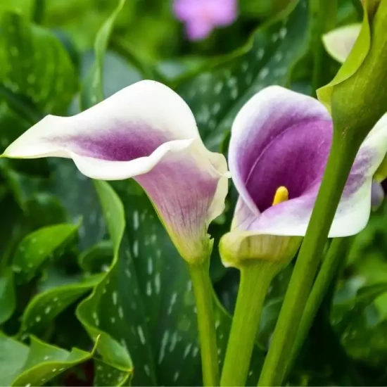 ZANTEDESCHIA x Picasso