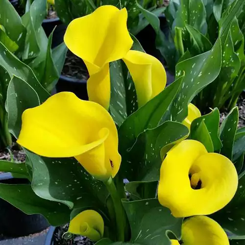 ZANTEDESCHIA x Summer Sun